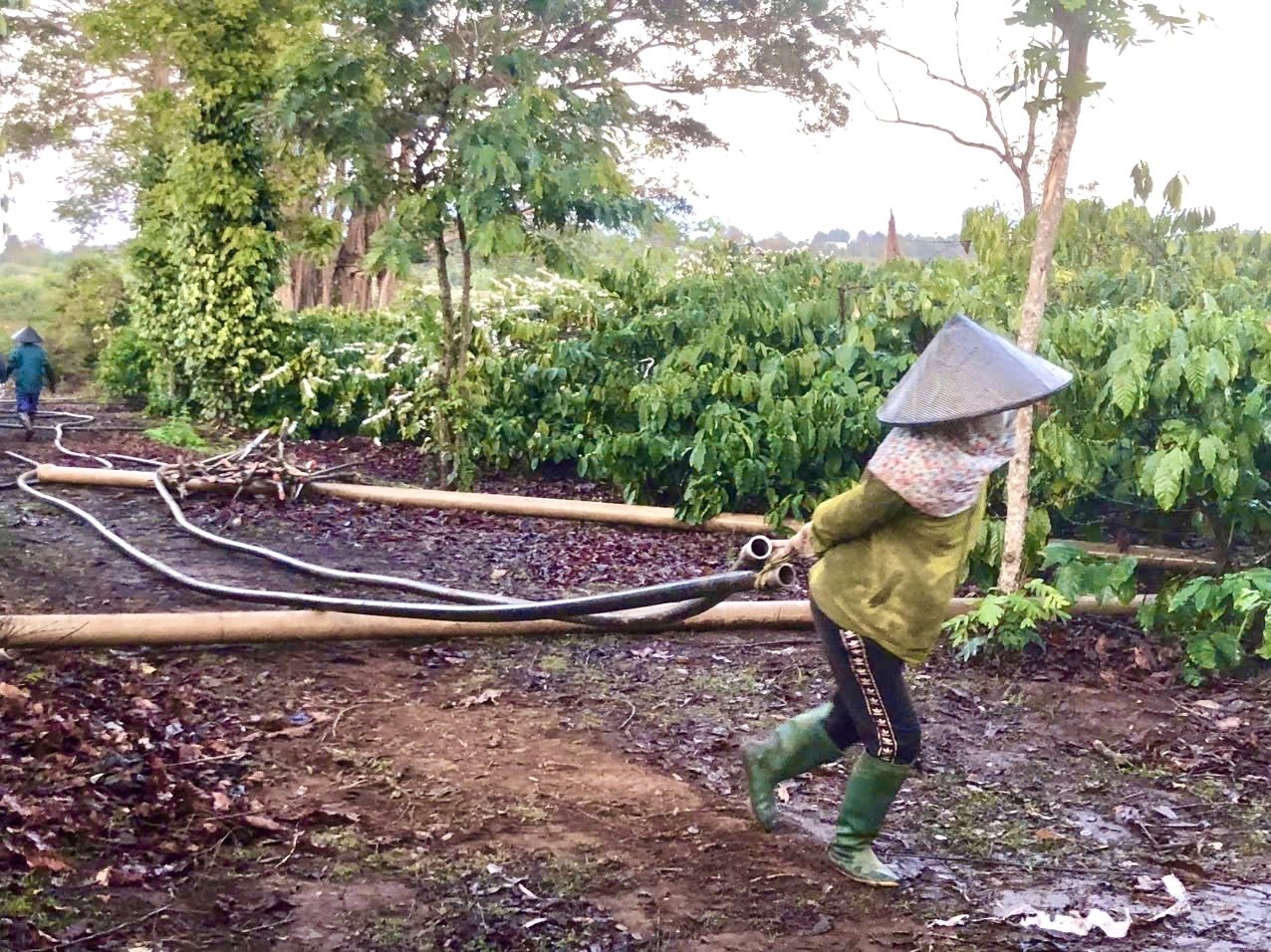 Nhiều nông dân vùng Tây Nguyên phải tranh thủ ngày đêm kéo ống, canh nước tưới cho cây cà phê