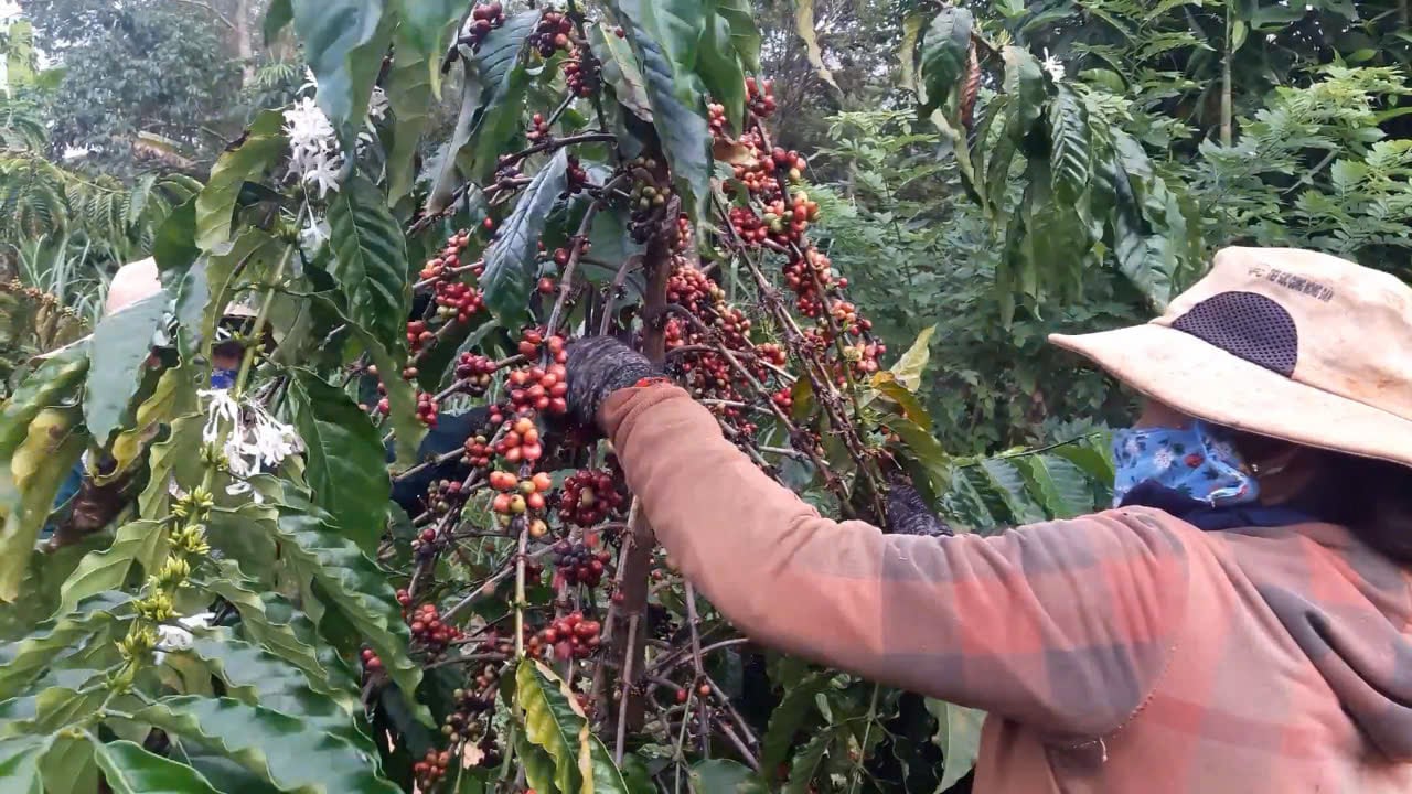 Giá cà phê Arabica giữ đà tăng mạnh, cà phê trong nước cao nhất 135.200 đồng/kg - Ảnh 1.