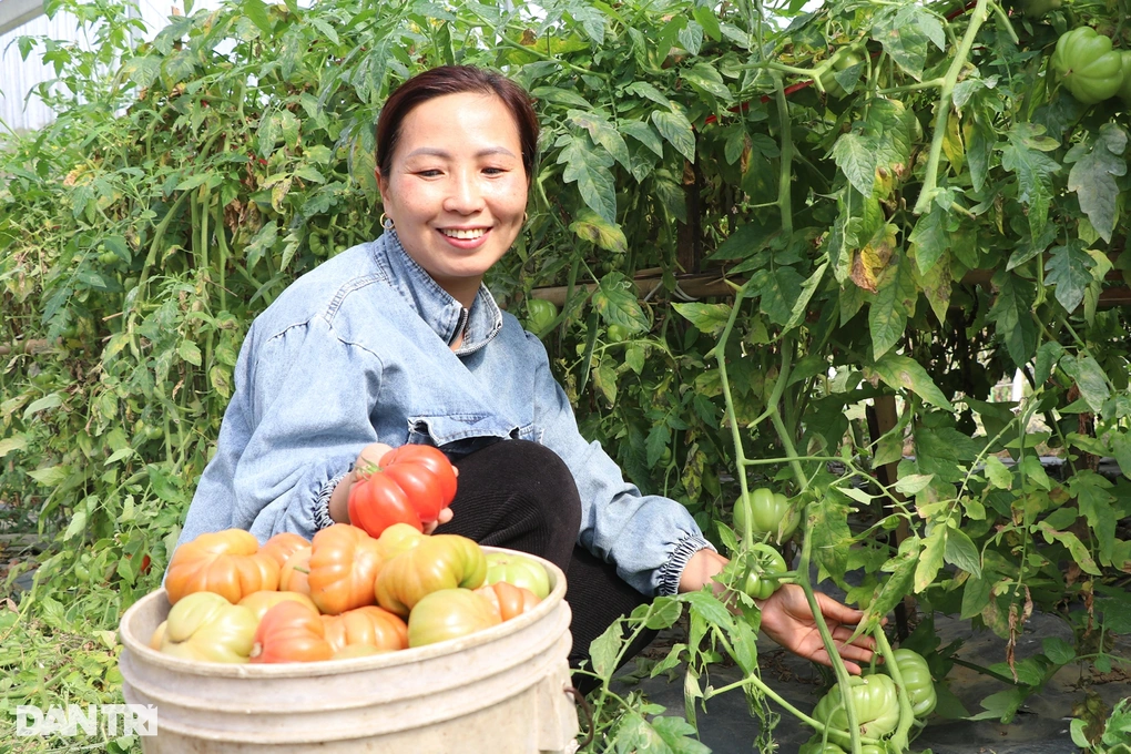 Thai ethnic woman earns half a billion dong each year thanks to... "recklessness"