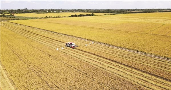 Goldene Jahreszeit auf den Alaunfeldern