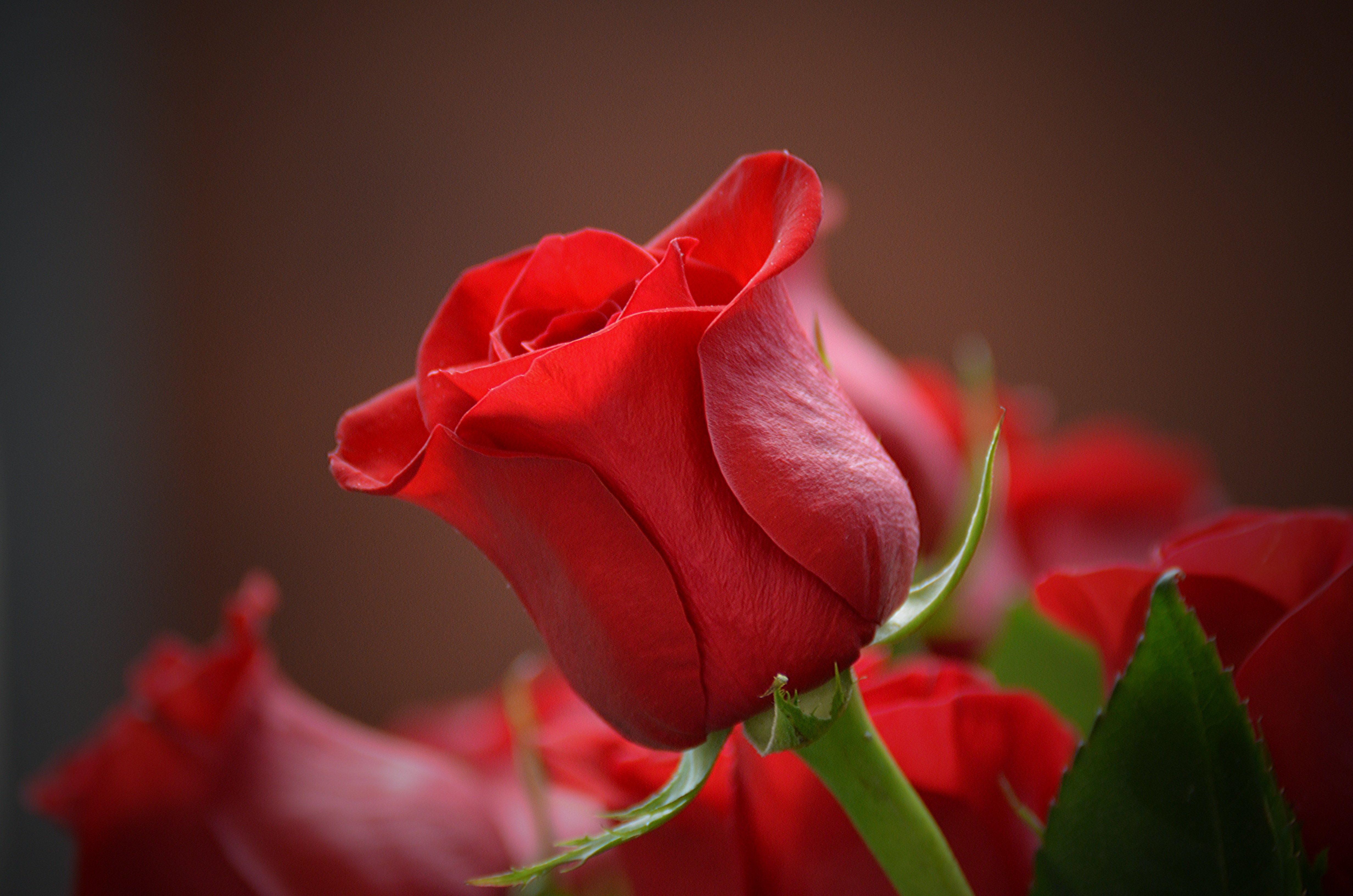 Frische Blumen werden vor dem 8. März stark teurer