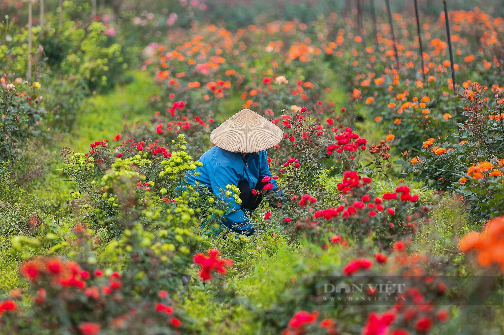 Hoa hồng tại vườn được giá dịp 8/3, nhiều nông dân huy động cả gia đình luôn tay cắt hoa- Ảnh 3.