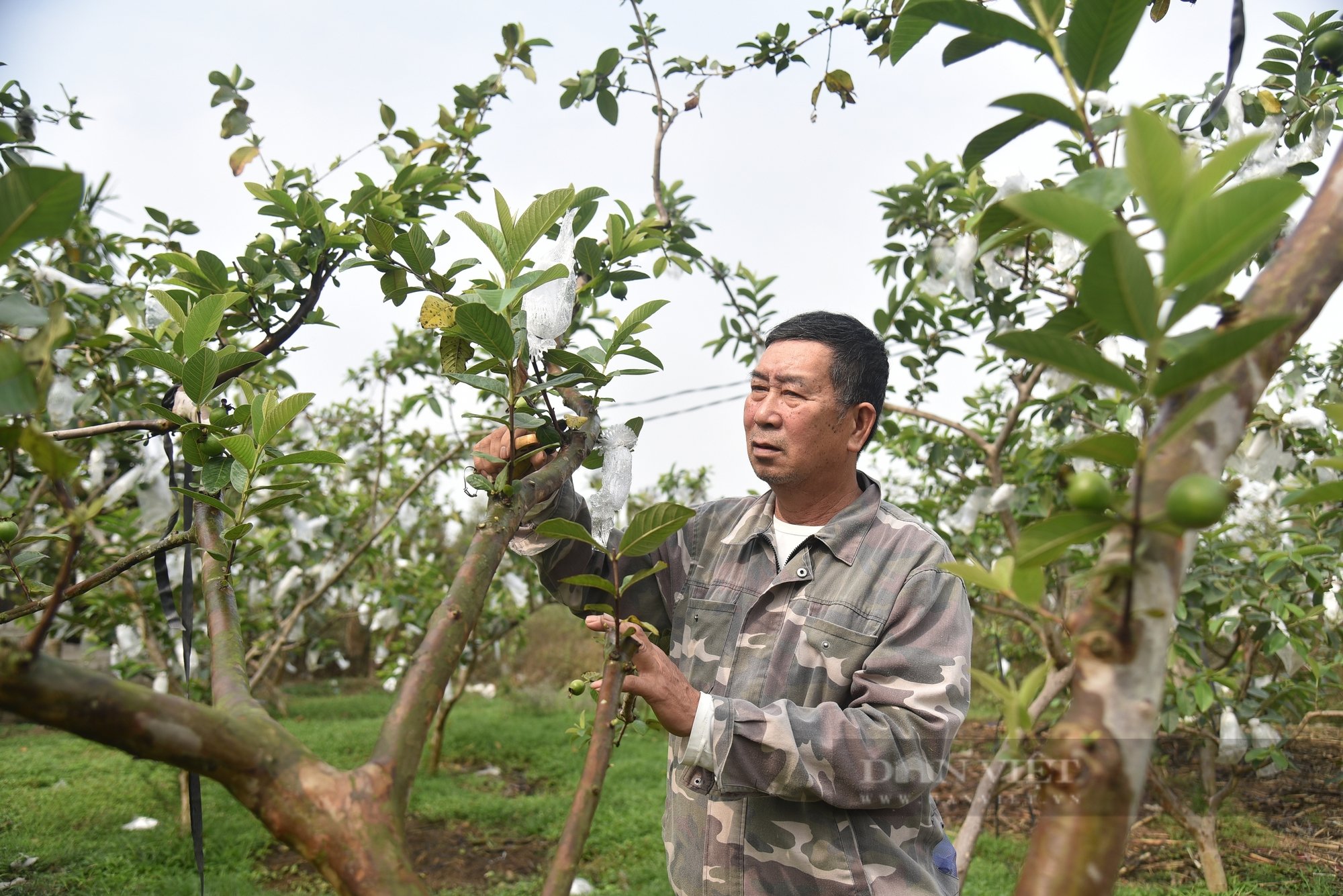 Un viejo agricultor cultiva guayabas VietGAP y cría pollos VietGAP, sin preocuparse por los productos no vendidos - Foto 2.