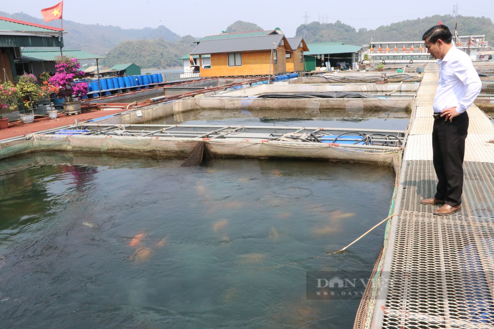 Tận mắt chứng kiến hơn 1.000 con cá, mỗi con trên 20kg được ví như 