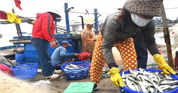 Quang Nam fishermen earn millions of dong every day from catching herring.