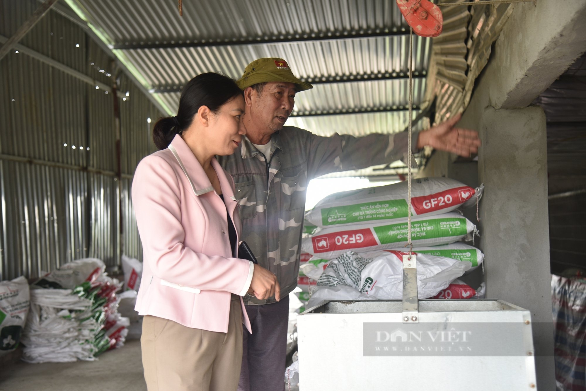 Un viejo agricultor cultiva guayabas VietGAP y cría pollos VietGAP, sin preocuparse por los productos no vendidos - Foto 3.