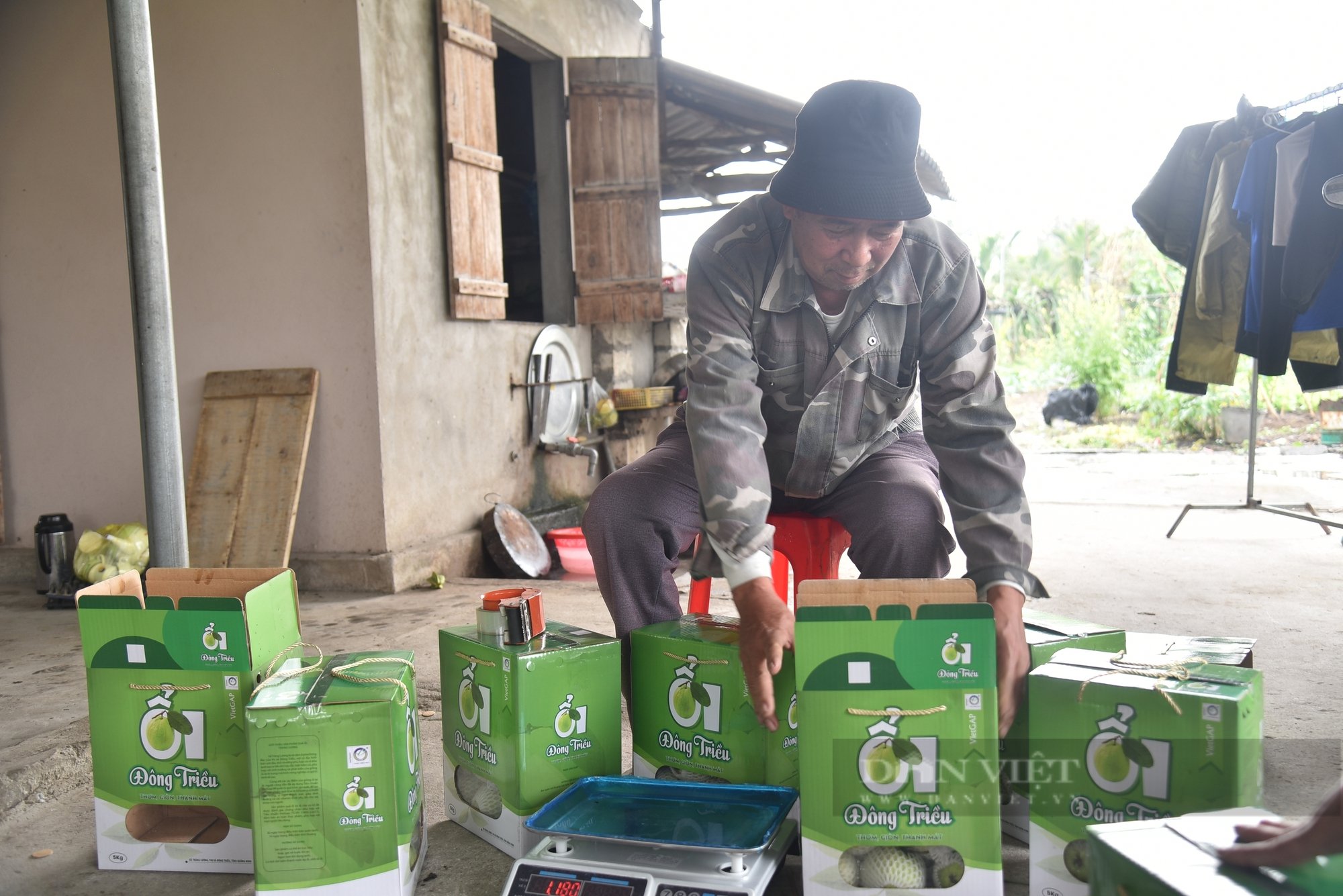 Un viejo agricultor cultiva guayabas VietGAP y cría pollos VietGAP, sin preocuparse por los productos no vendidos - Foto 1.