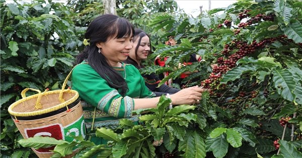 El conocimiento sobre el cultivo y procesamiento del café en Dak Lak se convierte en patrimonio cultural inmaterial