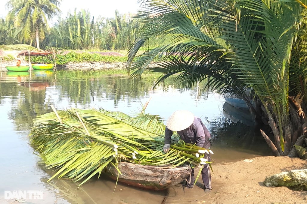 Những người cuối cùng giữ hơi thở quê hương bằng lá dừa nước - 1