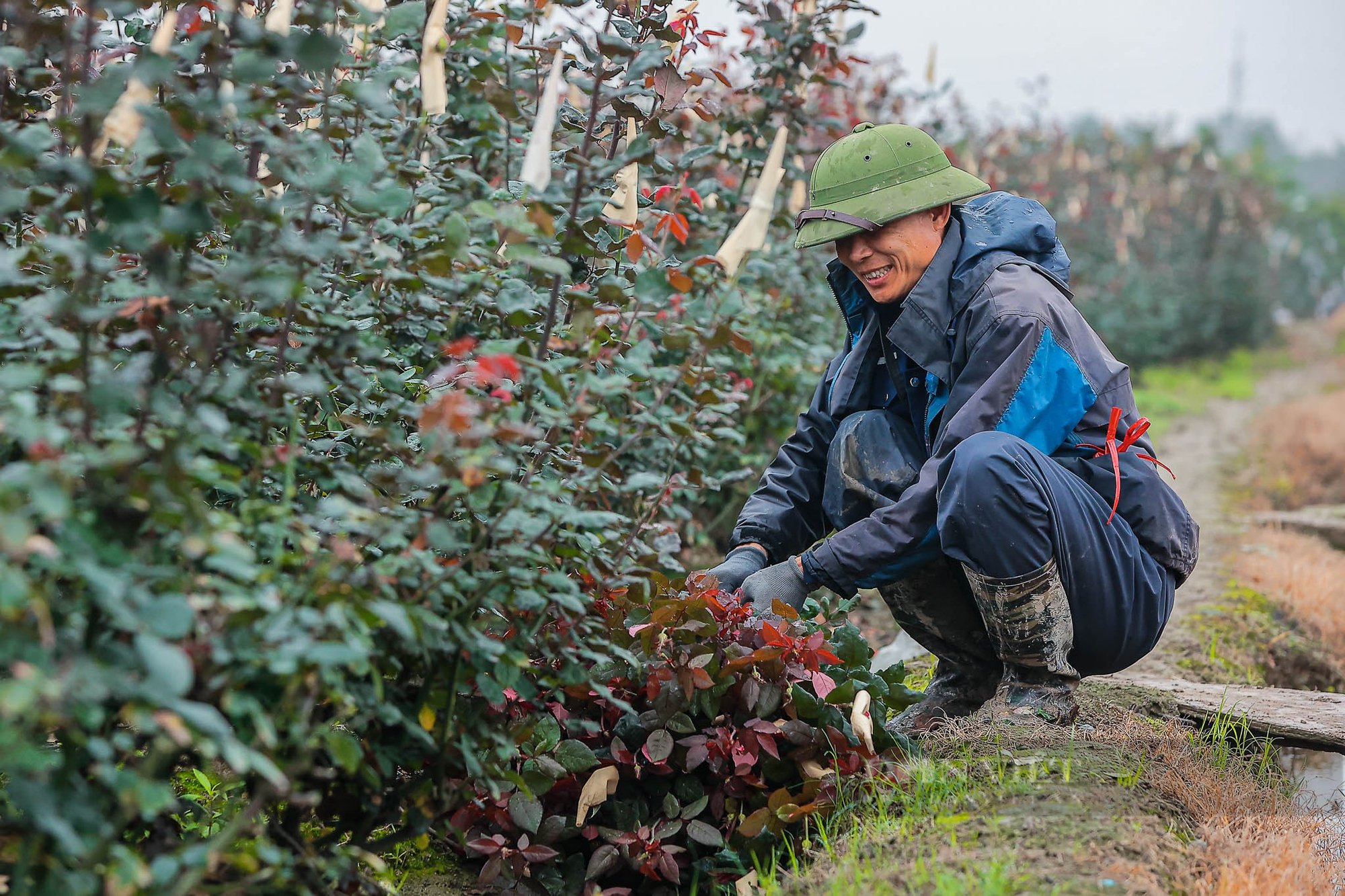 Hoa hồng tại vườn được giá dịp 8/3, nhiều nông dân huy động cả gia đình luôn tay cắt hoa- Ảnh 6.