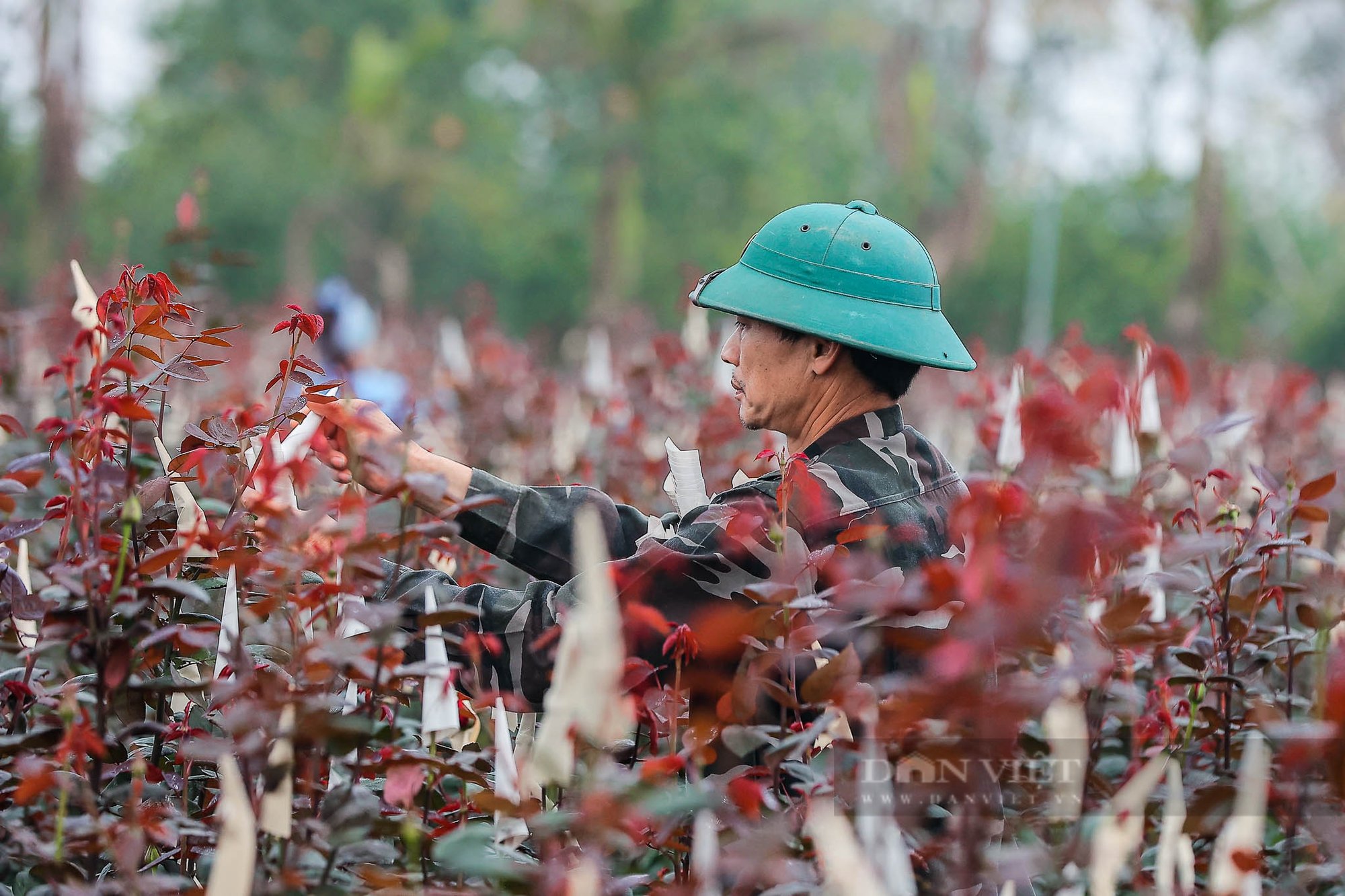 Hoa hồng tại vườn được giá dịp 8/3, nhiều nông dân huy động cả gia đình luôn tay cắt hoa- Ảnh 9.