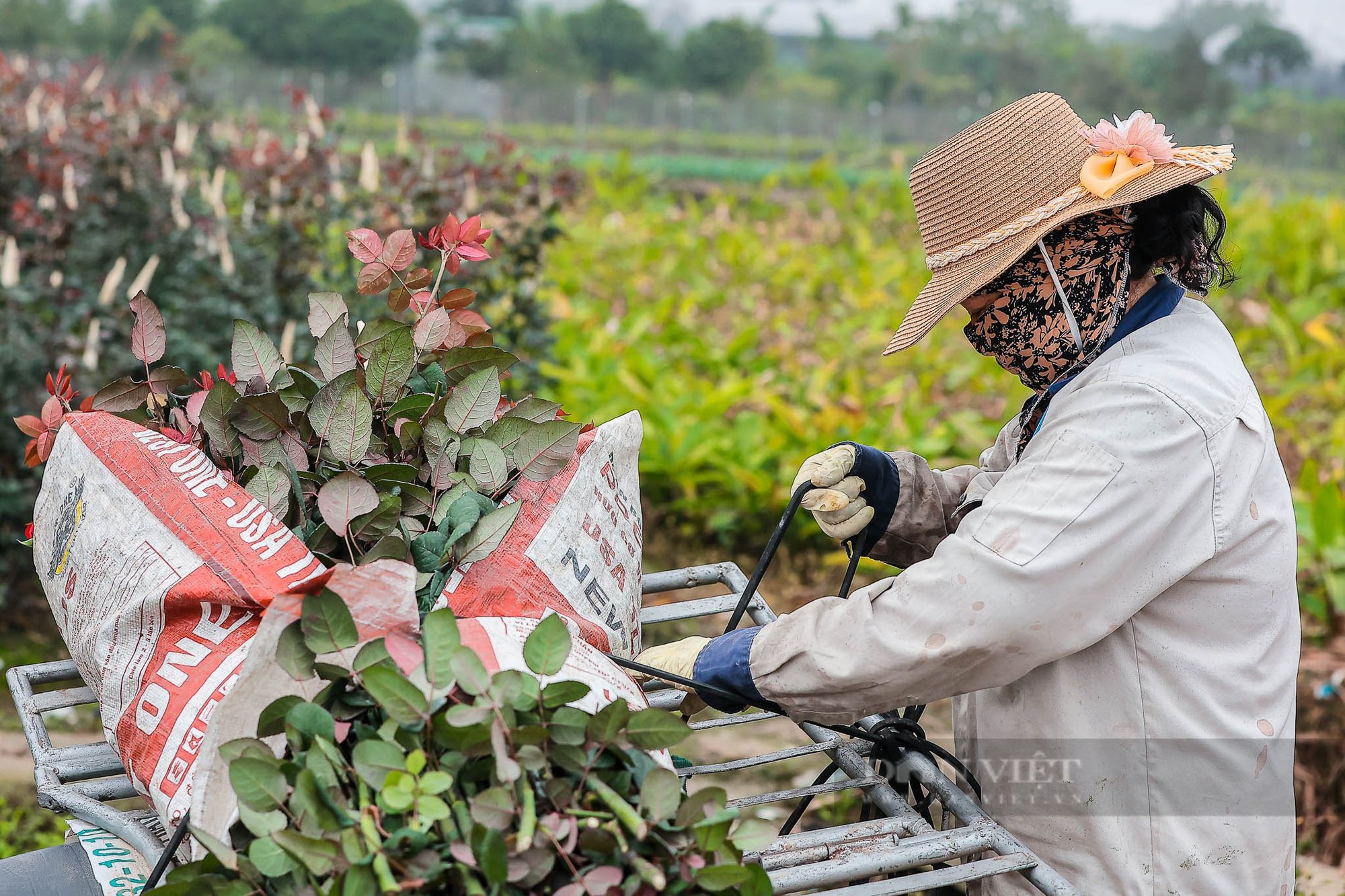 Hoa hồng tại vườn được giá dịp 8/3, nhiều nông dân huy động cả gia đình luôn tay cắt hoa- Ảnh 10.