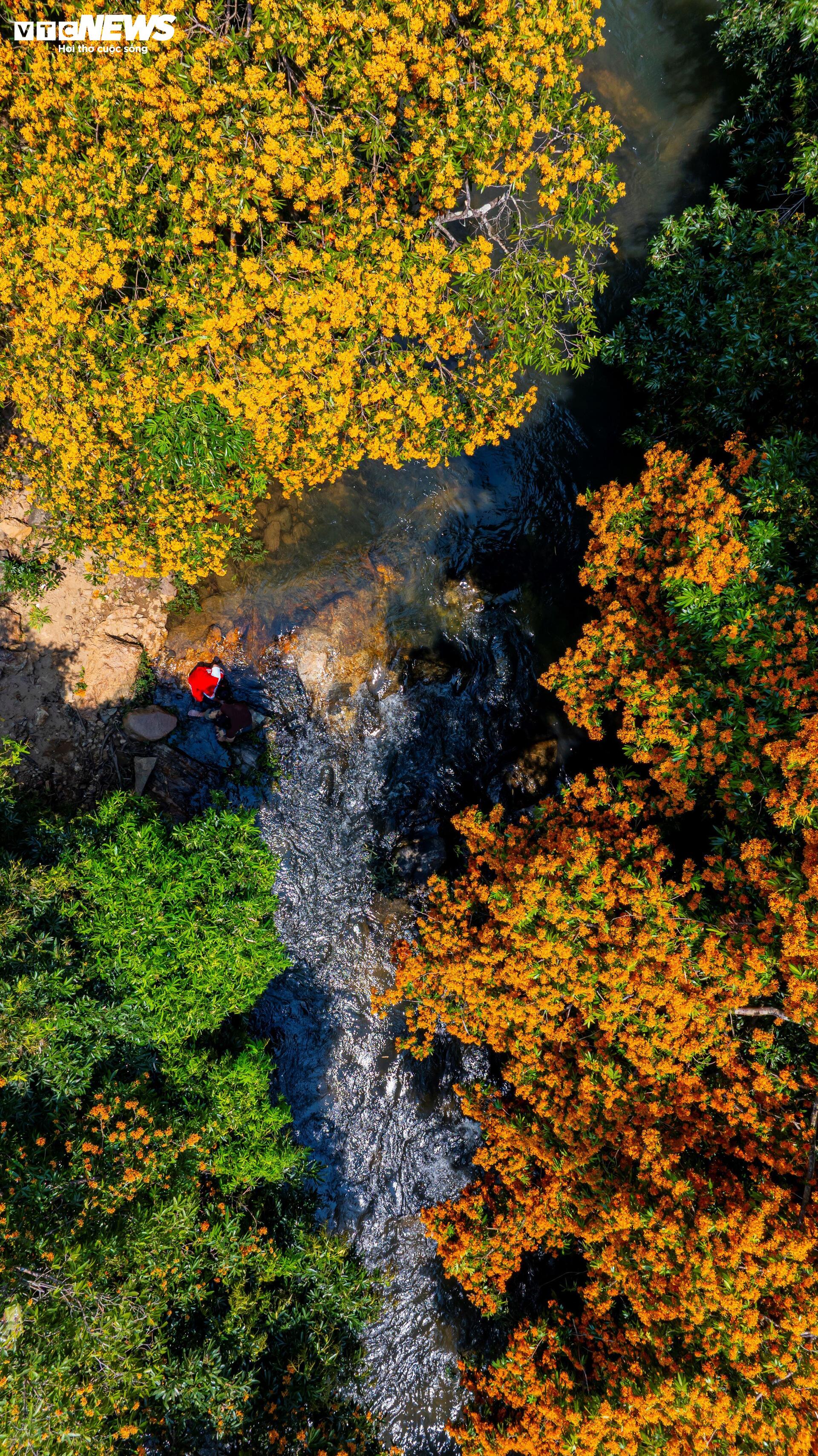 Wild flowers blooming in Binh Dinh are as beautiful as ancient movie scenes.