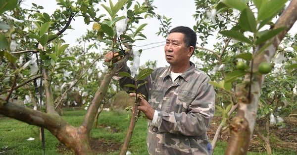 광닌성의 부자는 VietGAP 닭을 키우고 OCOP 별 3개를 받은 대만산 배구아바를 재배하는 농부입니다.