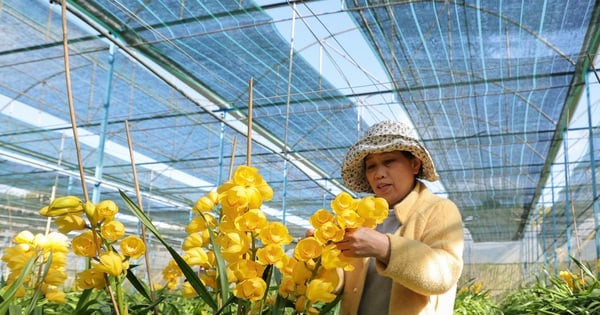 En cultivant des orchidées royales, une espèce d'orchidée noble, 15 ménages de Da Lat coupent des branches pour les vendre, gagnant beaucoup d'argent chaque année