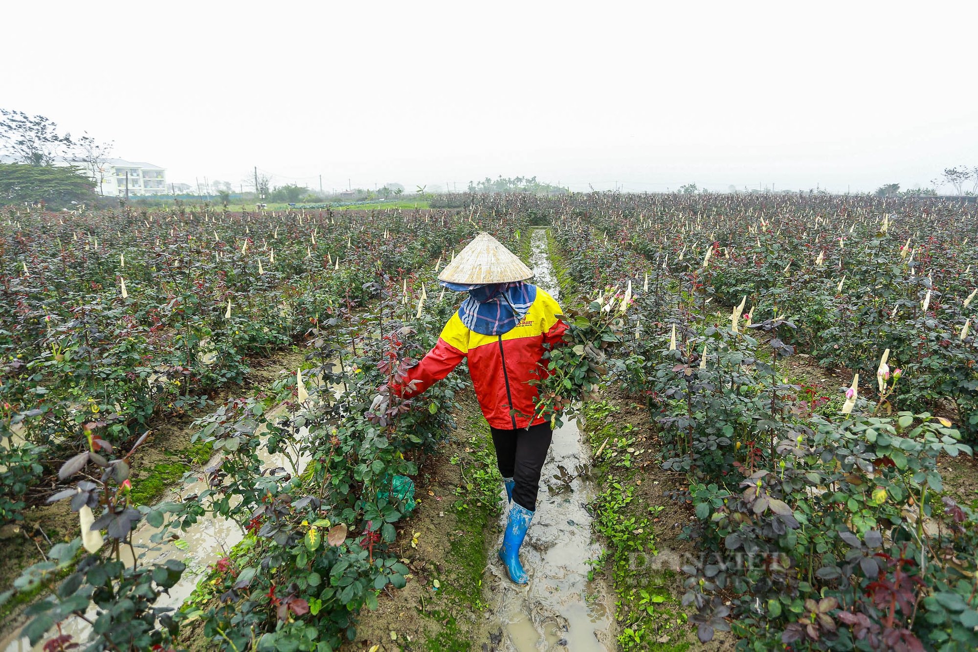 Hoa hồng tại vườn được giá dịp 8/3, nhiều nông dân huy động cả gia đình luôn tay cắt hoa- Ảnh 5.