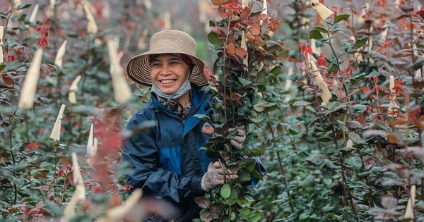 Les roses du jardin sont à bon prix le 8 mars, de nombreux agriculteurs mobilisent toute leur famille pour aider à couper les fleurs.