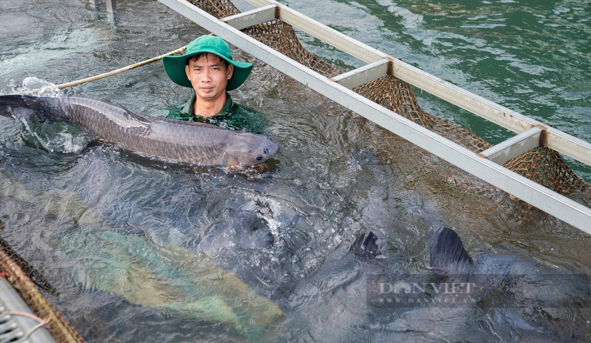 Tận mắt chứng kiến hơn 1.000 con cá, mỗi con trên 20kg được ví như 