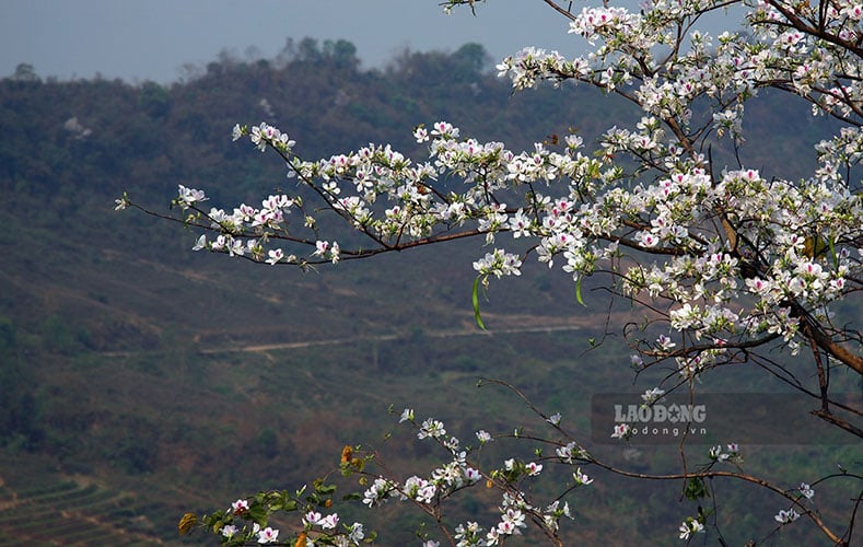 El Festival de las Flores de Dien Bien Ban 2025 está a punto de inaugurarse con gran éxito