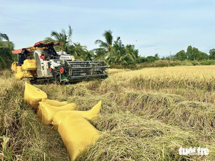 Ngăn giá lúa gạo chập chờn - Ảnh 1.