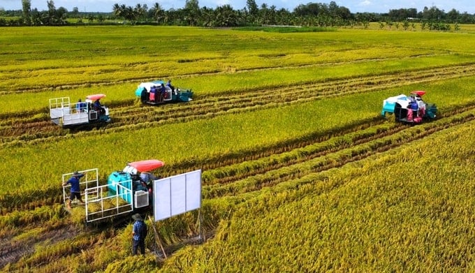 Nói về giải pháp cho vấn đề sản xuất và thị trường lúa gạo, dựa trên nhận định của các chuyên gia và kinh nghiệm nhiều năm, nhiều ý kiến cho rằng, tình hình khó khăn như hiện tại có thể sẽ trở lại bình thường từ giữa đến cuối quý II. Ảnh: Kim Anh.