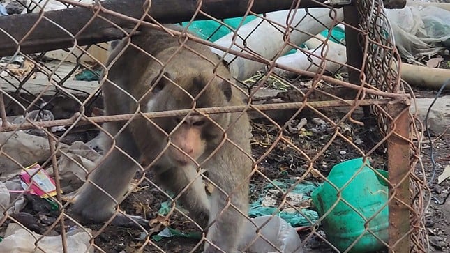 Remise d'une photo extrêmement rare de singe sans queue 2