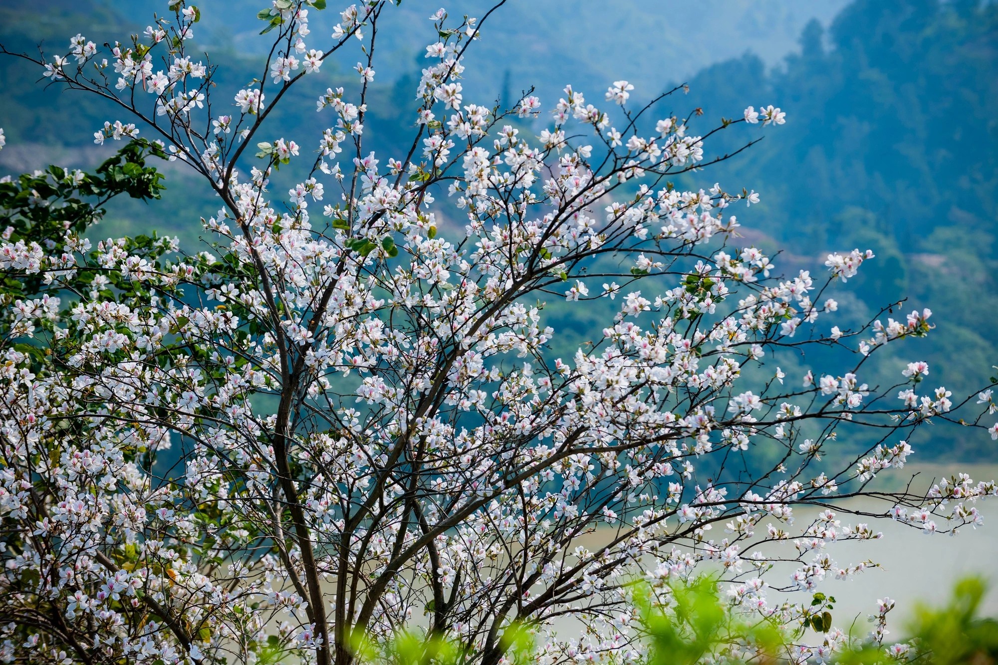 L'ancienne forêt de fleurs de Ban fleurit comme un tableau à Dien Bien