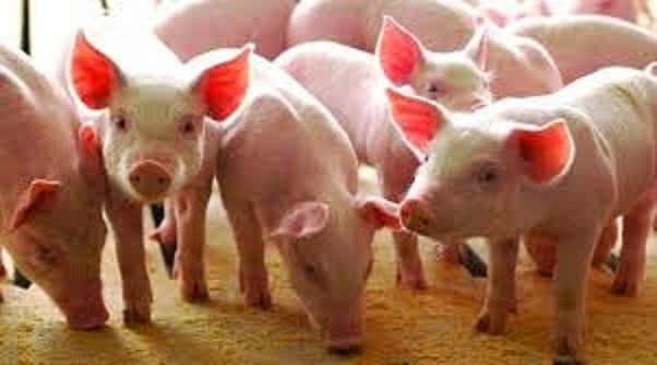 Pork prices increased by 1.74% in February