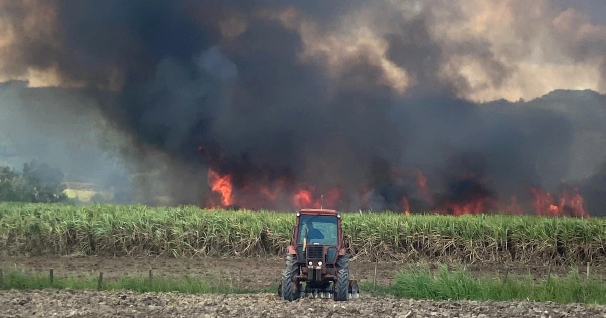 Investigating the cause of the fire of nearly 7 hectares of sugarcane ready for harvest