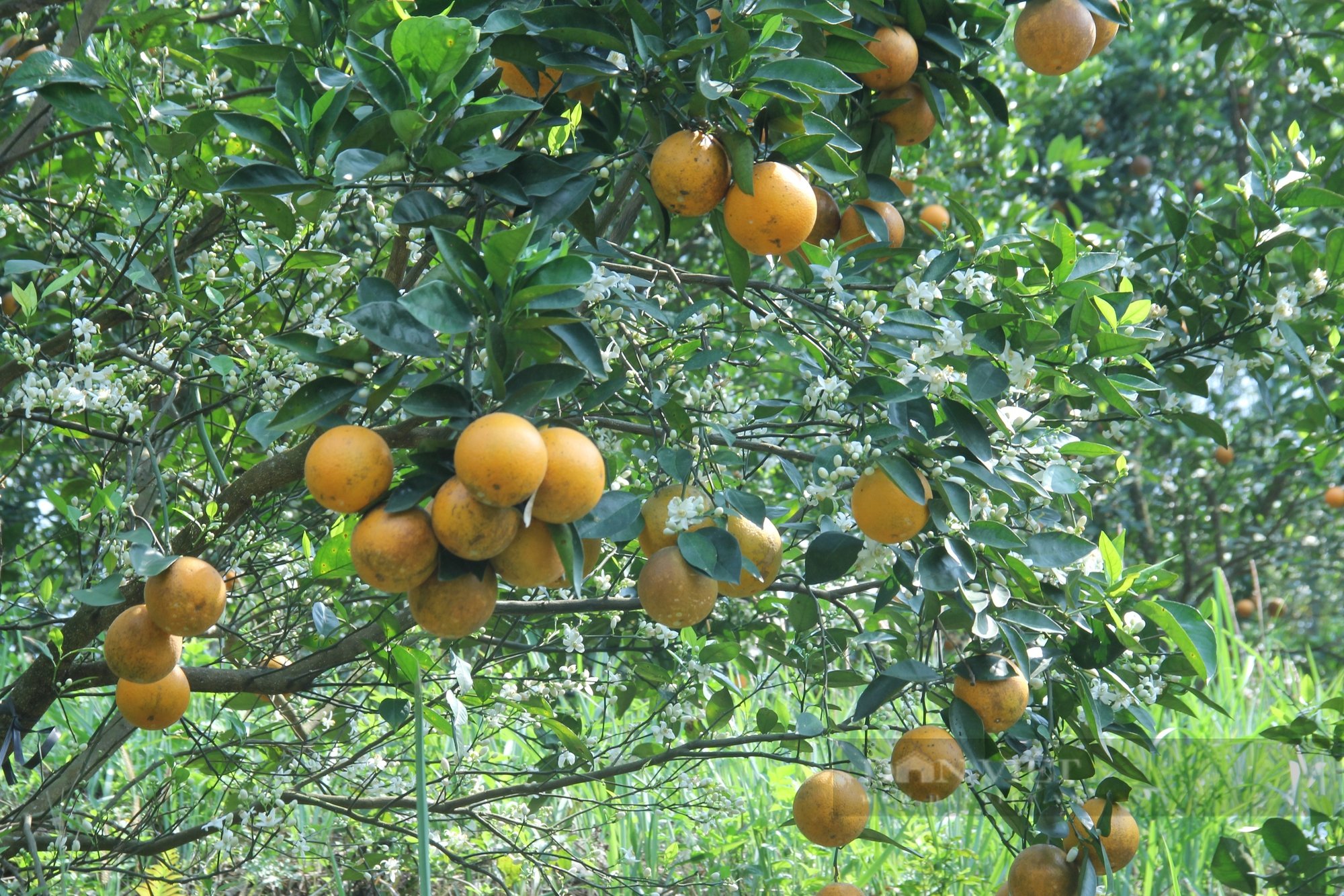 Loại cam có tên 