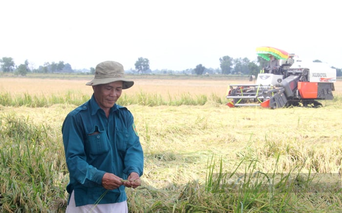 Đề án 1 triệu ha lúa chất lượng cao Giải quyết nguồn vốn cho doanh nghiệp lúa gạo - Ảnh 5.