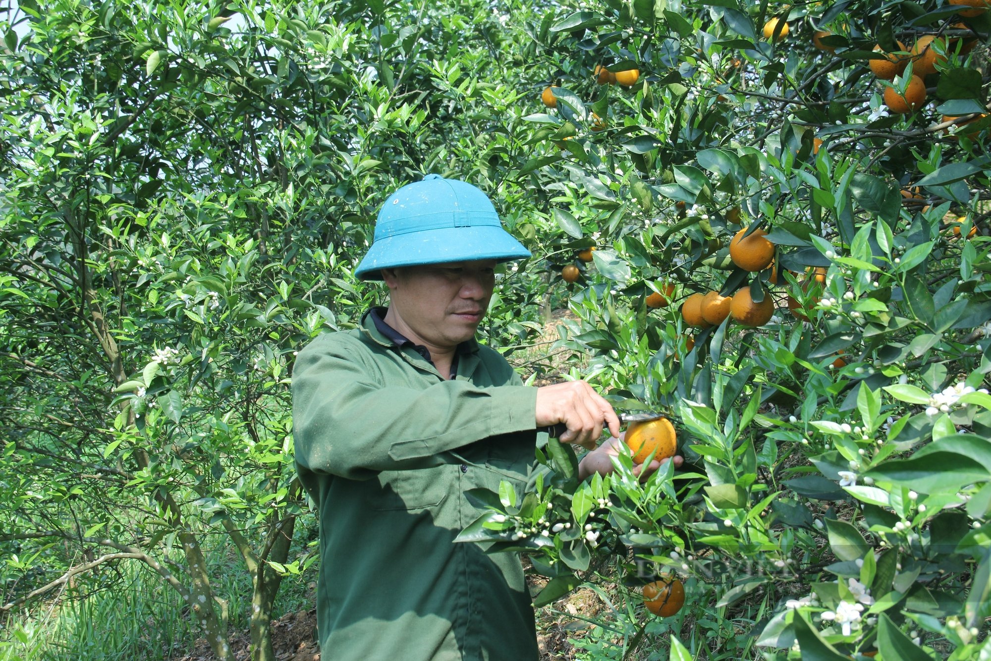 Loại cam có tên 