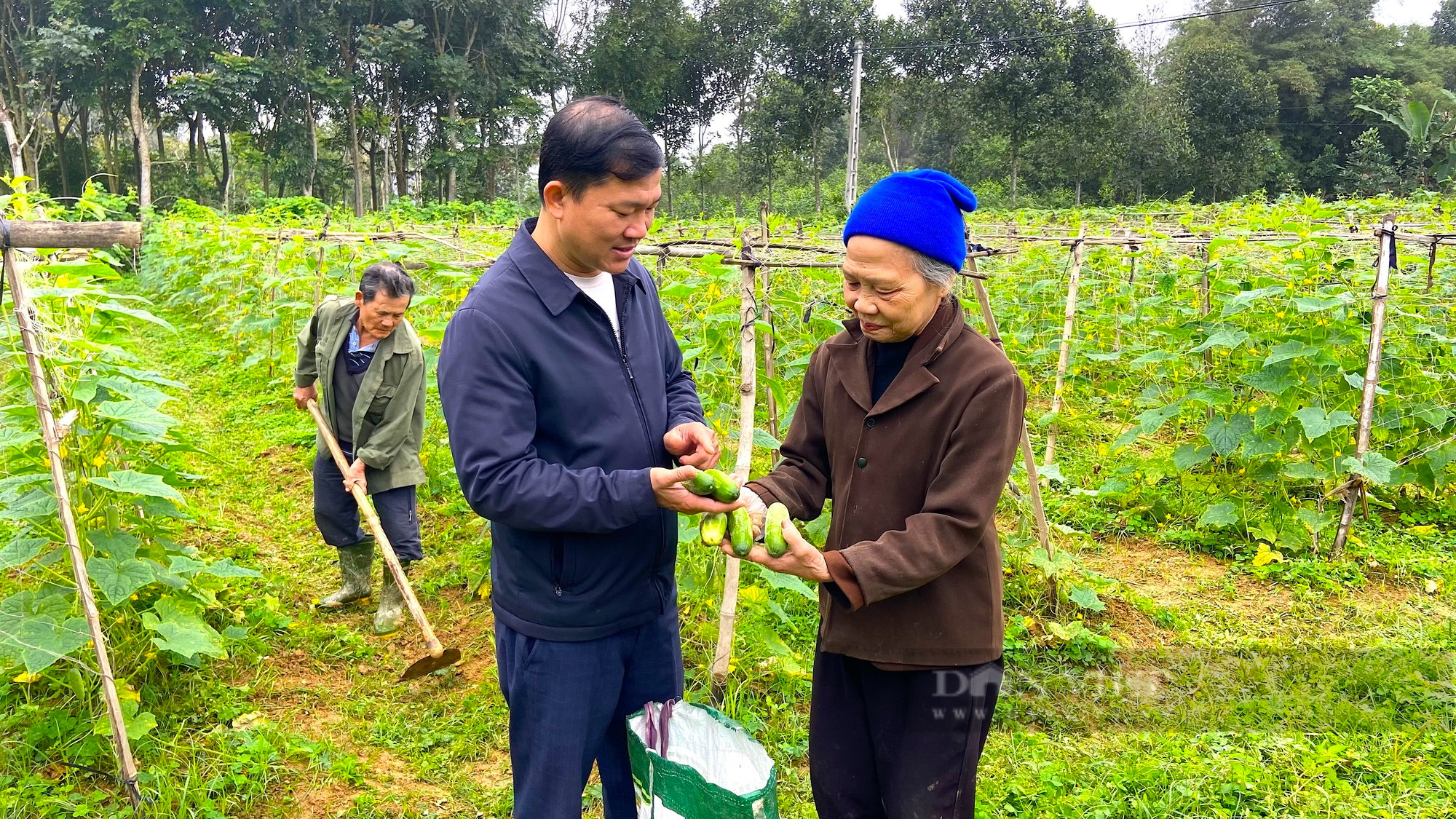 Nông dân Hà Tĩnh trồng giống dưa chuột gì, cây xanh mướt, quả chi chít từ gốc tới ngọn - Ảnh 3.