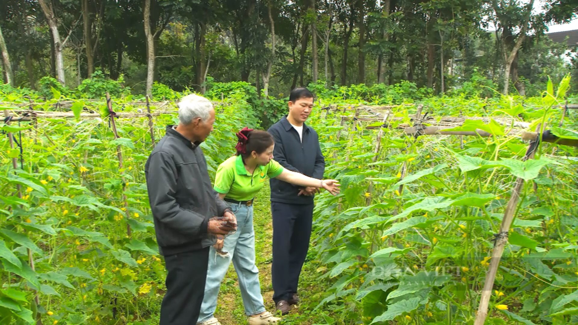 Nông dân Hà Tĩnh trồng giống dưa chuột gì, cây xanh mướt, quả chi chít từ gốc tới ngọn - Ảnh 1.