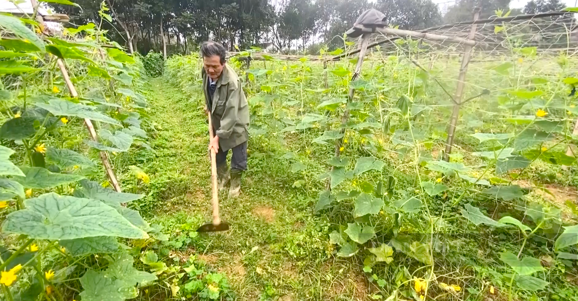 Nông dân Hà Tĩnh trồng giống dưa chuột gì, cây xanh mướt, quả chi chít từ gốc tới ngọn - Ảnh 10.