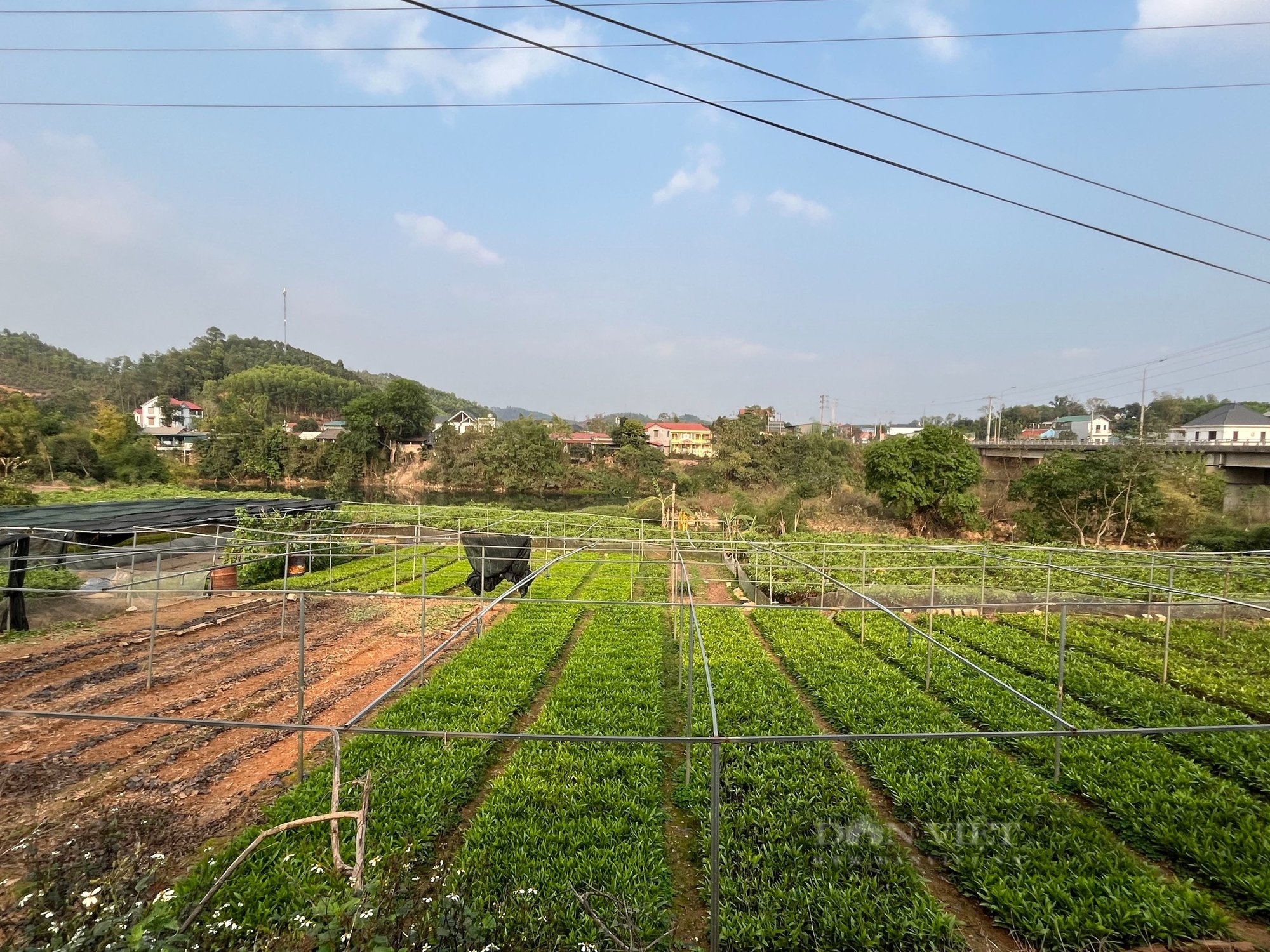 Nông dân ươm cây giống xanh mướt đẹp như tranh, phấn khởi vì “cháy cây” để bán - Ảnh 2.