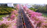 Fasziniert von der malerischen rosa Trompetenblumenstraße im Westen