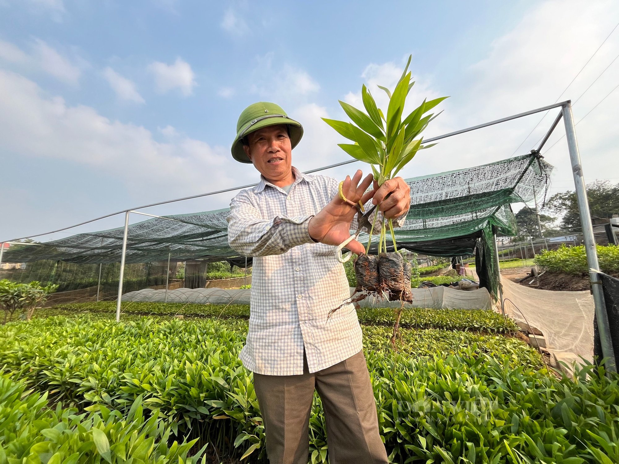 Nông dân ươm cây giống xanh mướt đẹp như tranh, phấn khởi vì “cháy cây” để bán - Ảnh 1.