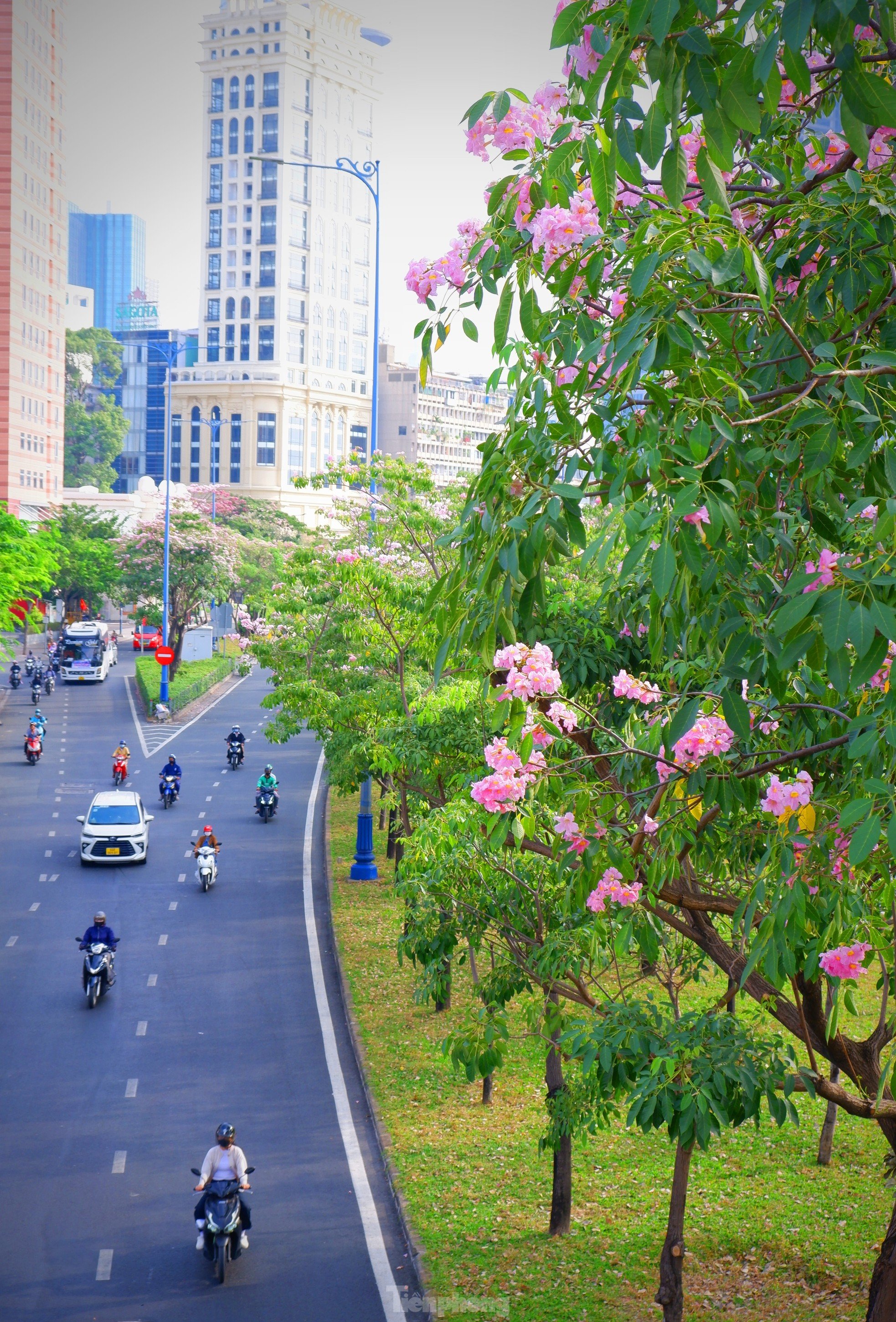 Hoa kèn hồng nở rực trên nhiều tuyến đường ở TPHCM, hút người dân 'check-in' ảnh 5