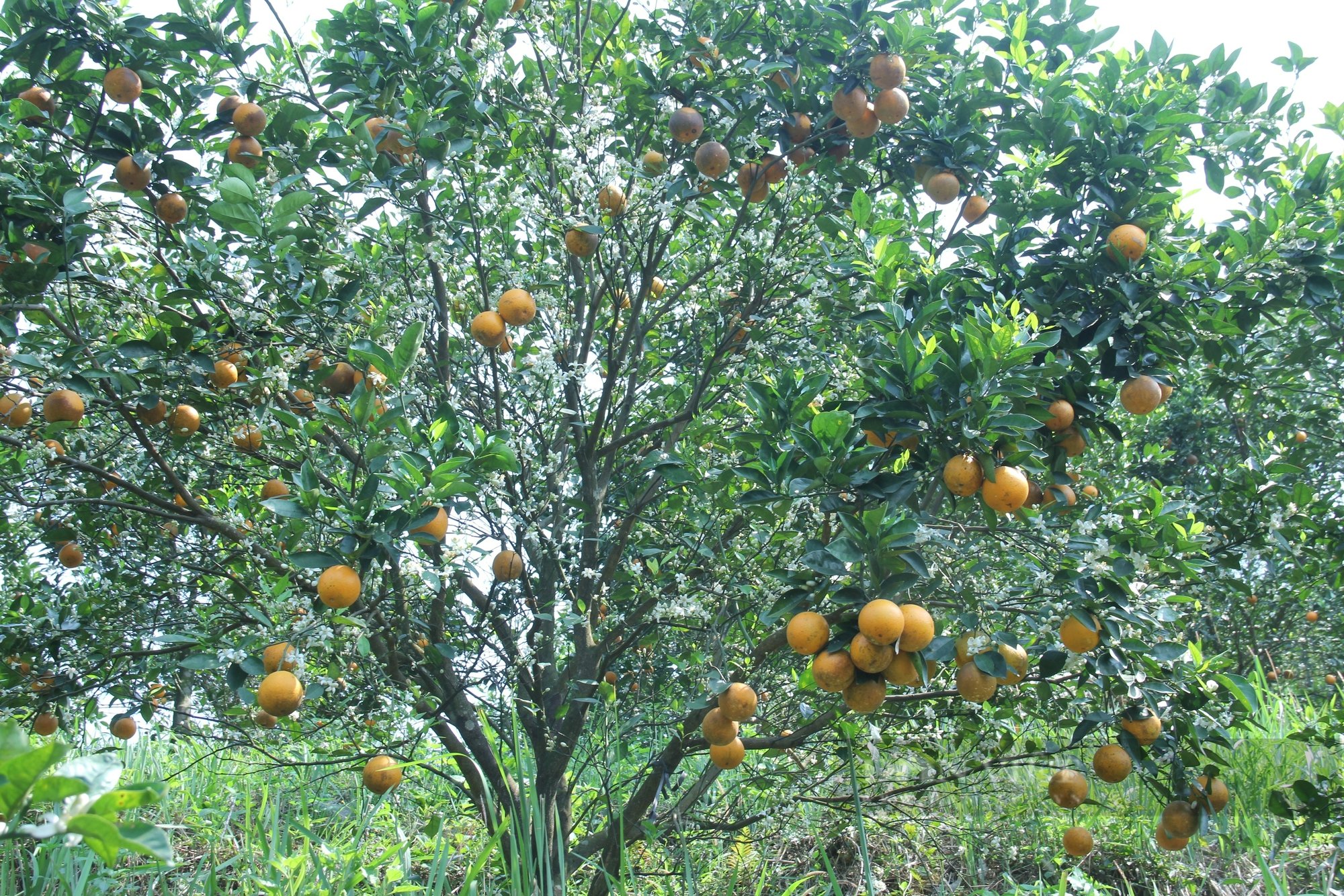 Loại cam có tên 