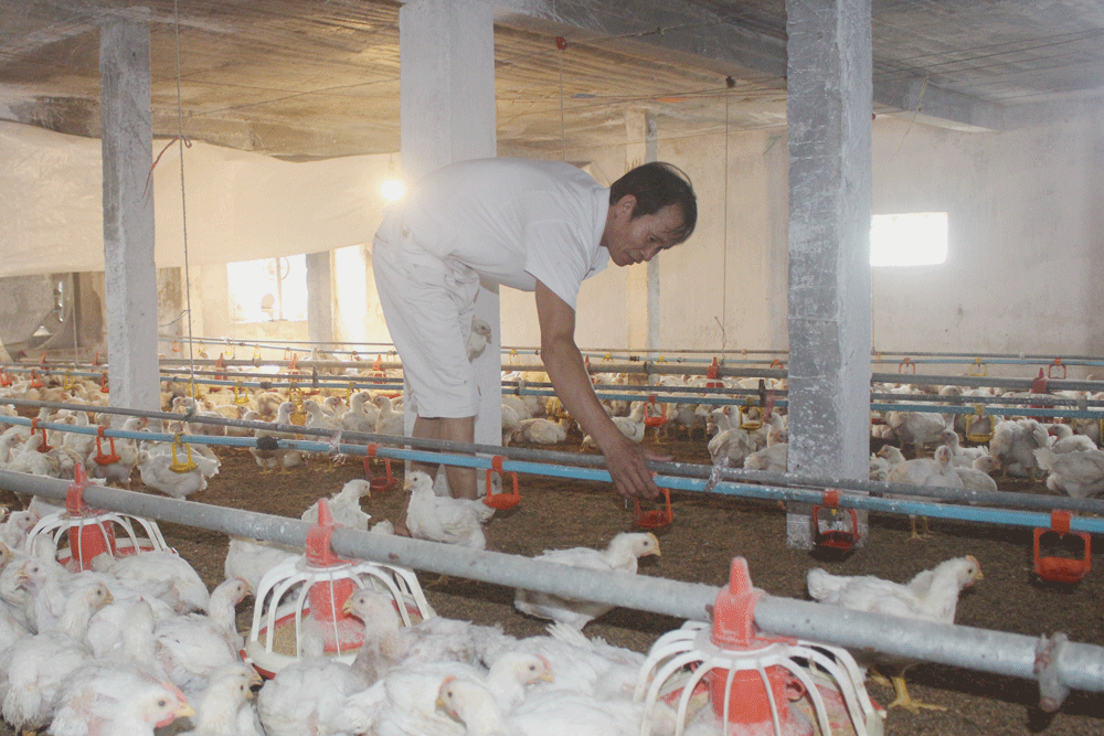 Ensure that at least 80% of the total livestock herd is vaccinated.