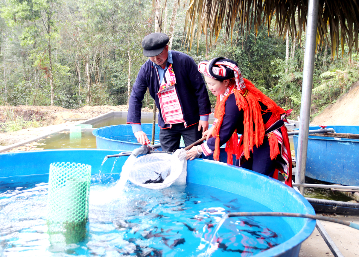 កសិកម្ម Sturgeon បើកឱកាសអភិវឌ្ឍន៍សេដ្ឋកិច្ចថ្មីសម្រាប់ប្រជាជននៅឃុំ Ho Thuu (Hoang Su Phi)។