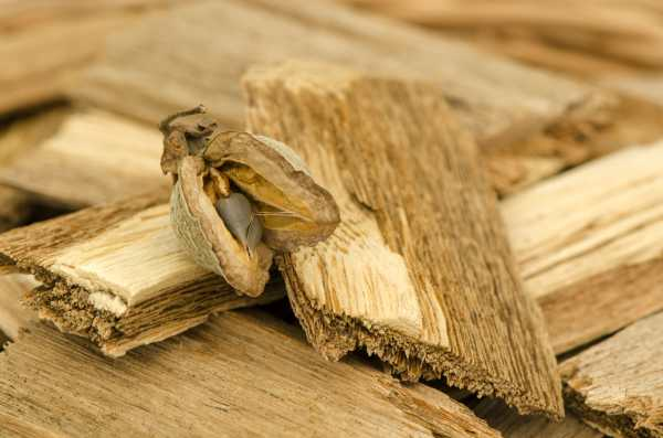 Nhặt được khúc gỗ lạ, hóa ra 'báu vật' cả đời không dám nghĩ - Hình 5 Nhat duoc khuc go la, hoa ra 'bau vat' ca doi khong dam nghi-Hinh-5