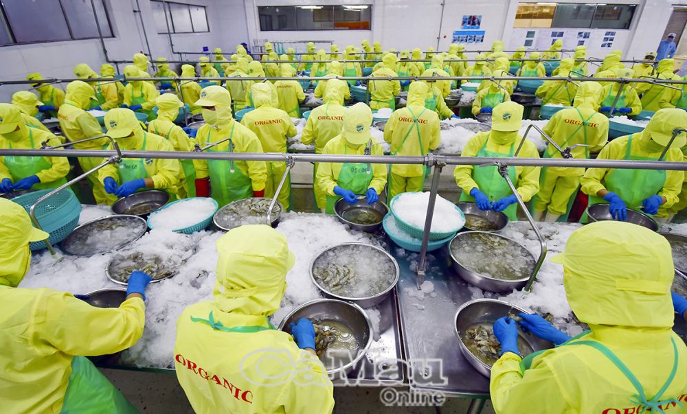 経済の割合では、水産物輸出用のエビ養殖と加工は依然として主要産業であり、今後数年間、より安定的、持続的かつ効果的に計画され、発展する必要がある。 （写真はカマウ市8区CASES社のエビ輸出加工工場にて撮影）。