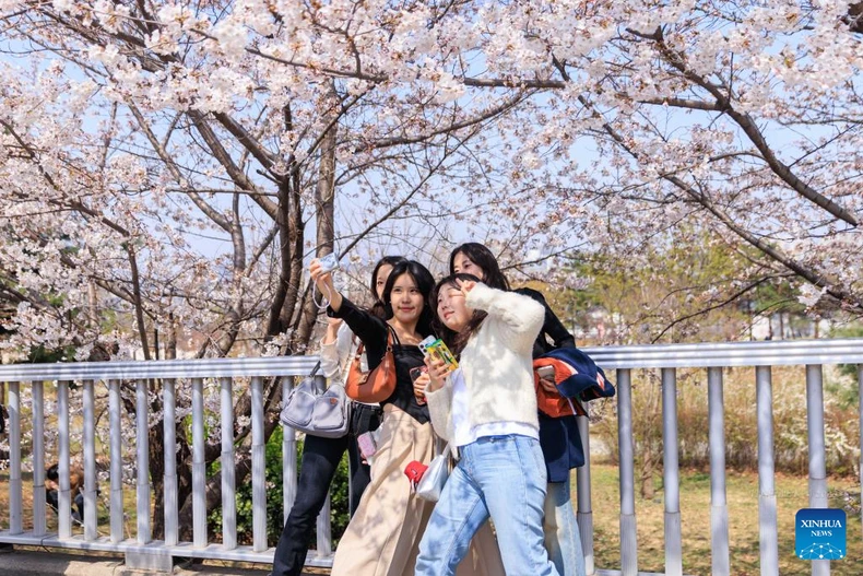 [ภาพ] ชาวเกาหลีเพลิดเพลินกับดอกซากุระที่ทะเลสาบซอกชน ภาพที่ 6