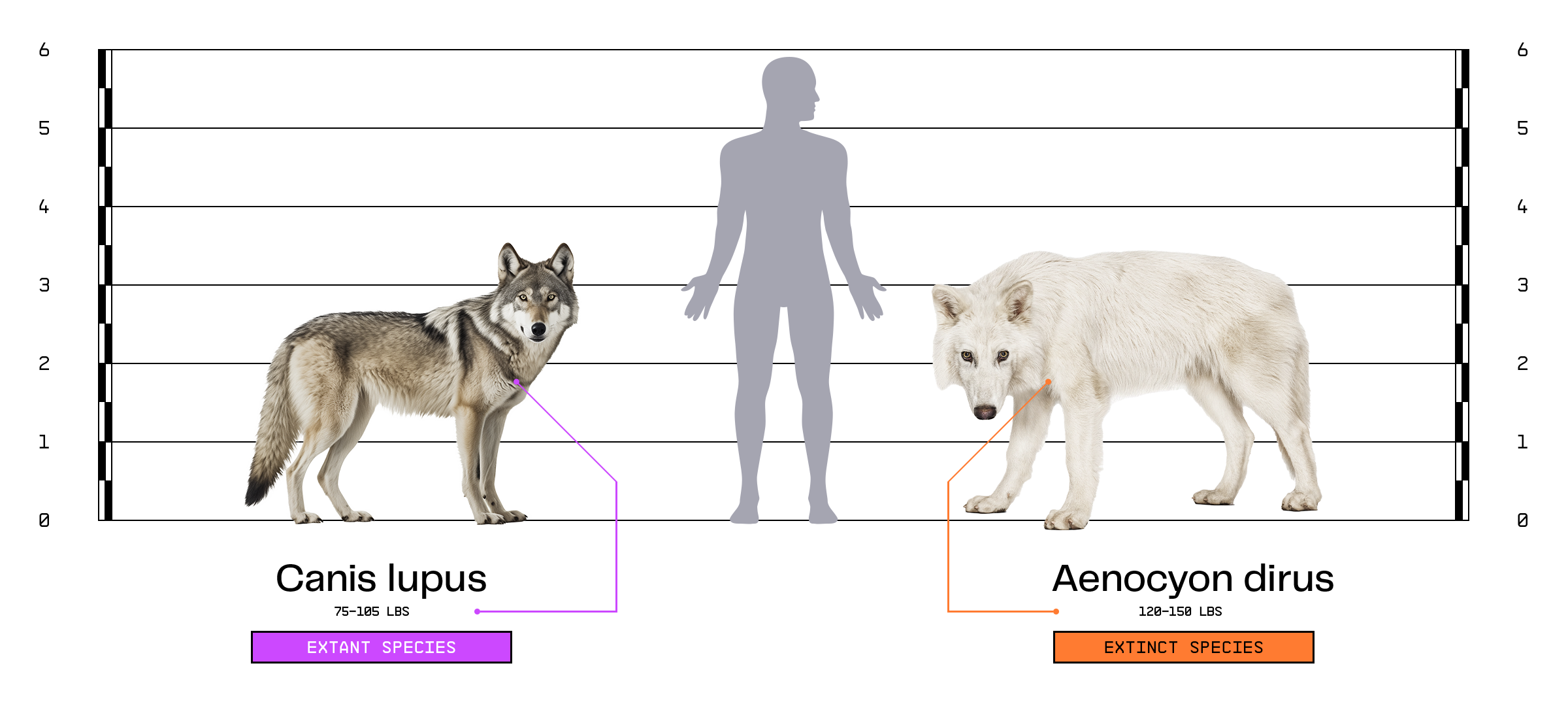 Interessante Fakten über den ausgestorbenen Riesenwolf, der gerade wiedergeboren wurde - 2