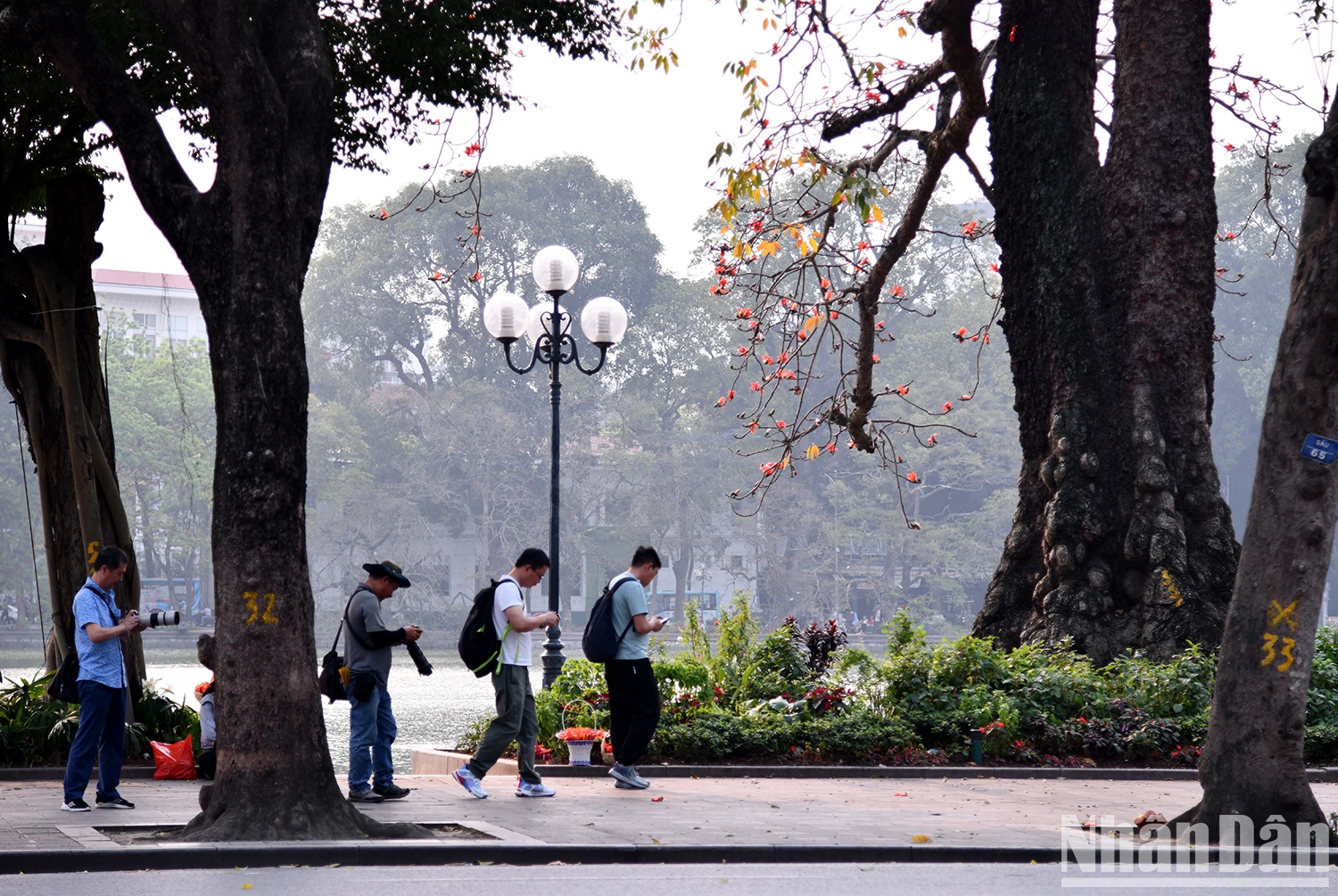 [ภาพ] ดอกฝ้ายสีแดงสว่างไสวบนท้องฟ้าในเดือนมีนาคม ภาพที่ 11
