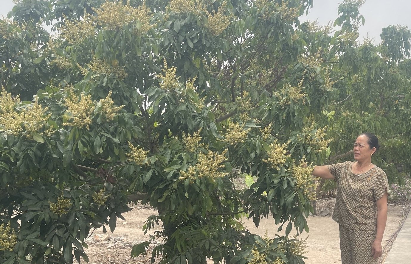 Cây nhãn đang được mở rộng diện tích ở TP Chí Linh nhờ cho thu nhập cao. Ảnh: Kiên Cường.