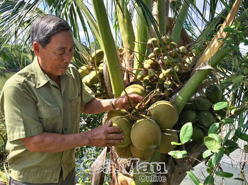 El modelo de cultivo intercalado de coco y piña ayuda al Sr. Huynh Duc Tai a desarrollar la economía.