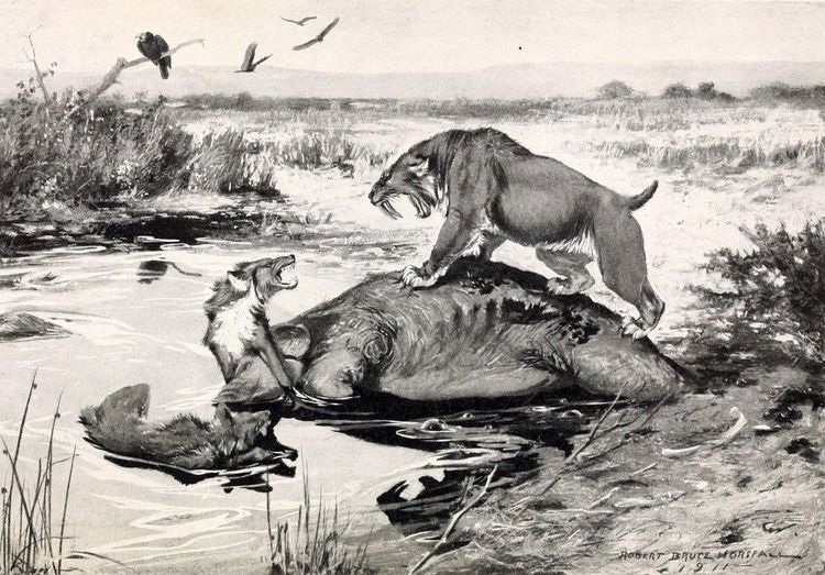 Interessante Fakten über den ausgestorbenen Riesenwolf, der gerade wiedergeboren wurde - 1